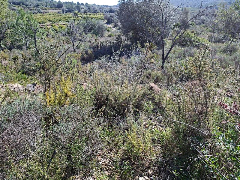 Foto 8fb33d09-e7d6-4479-ab28-a3308d404c9d. Finca rústica a Ulldecona