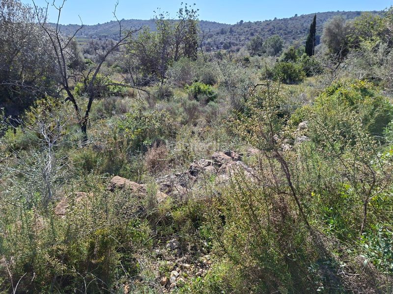 Foto b7ecc4b7-1dce-4e16-9c51-16371ed829ed. Finca rústica a Ulldecona