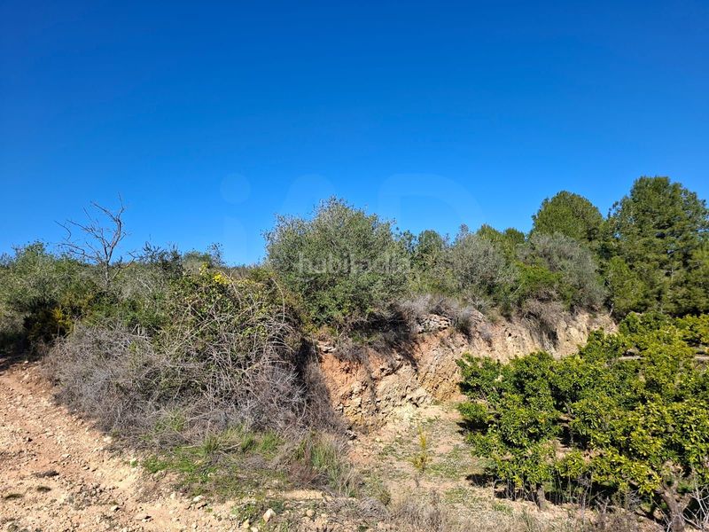 Foto e2241d38-3a8d-43c2-ae0a-eb46b2c47556. Finca rústica a Ulldecona