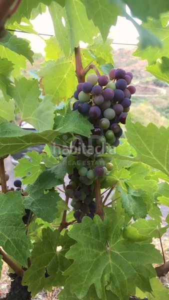 Foto 63c7cbf3-ba01-4931-9649-54e50596284a. Finca rústica en Porrera
