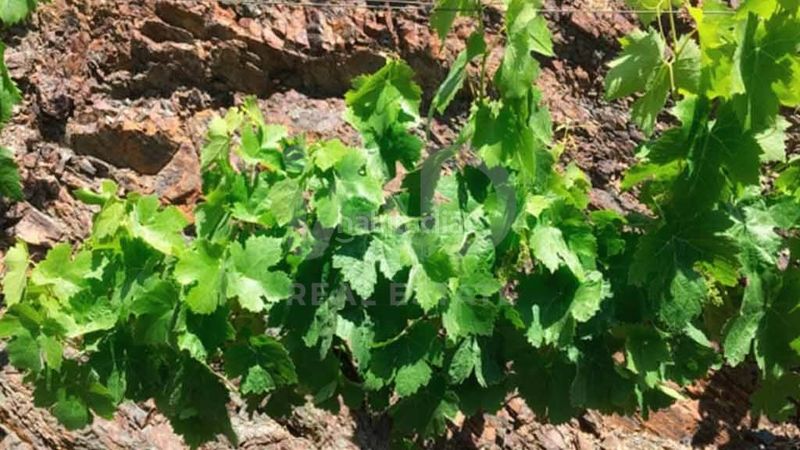 Foto 6be6d5ae-2800-4c12-af82-e98538e35645. Finca rústica en Porrera