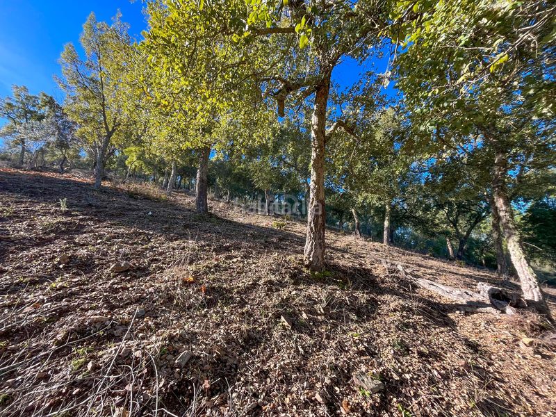 Foto 264479ee-e1ff-4b29-a1d3-c4026668c69c. Finca rústica en avenida del puente en Nava (La)