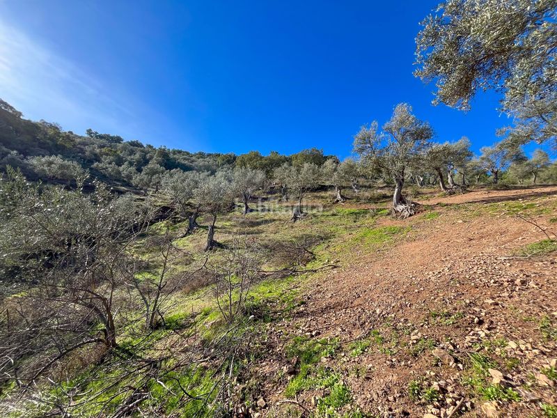 Foto 4a958621-76d0-488c-b184-f964e396c600. Finca rústica en avenida del puente en Nava (La)