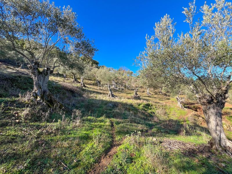 Foto 63037bf3-3b25-4eb6-bd96-b4db9a794768. Finca rústica en avenida del puente en Nava (La)