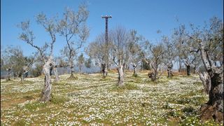 Fondo rustico in Perales del Puerto