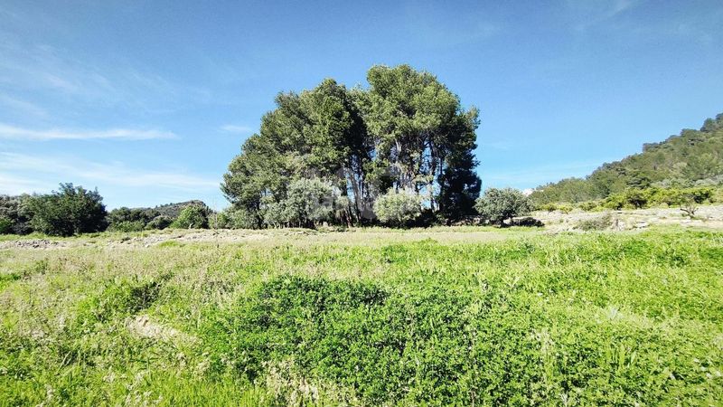 Foto 67e7e581-4a20-4df1-ac2b-d7a09b7db9b4. Terreny residencial a Murla