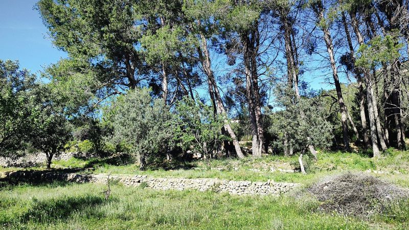 Foto caf844a8-0e16-4c65-8d0b-aa00e7e3f11d. Terreny residencial a Murla