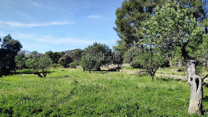 Foto d4bc30d5-1b9d-48d0-aafc-f20173584280. Terreny residencial a Murla