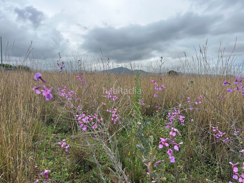 Foto d0de6d0e-0bae-4970-831c-ef0b23920637. Finca rústica a Pego