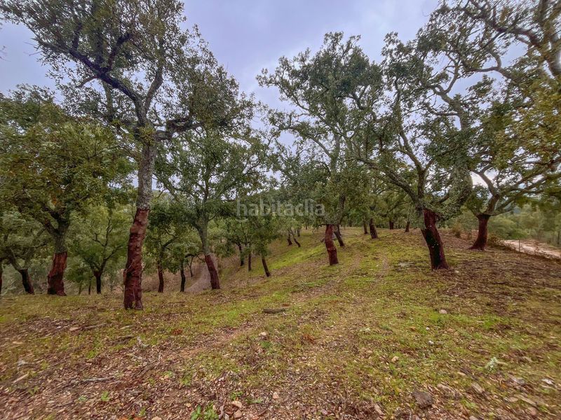 Foto 174d1884-ccd3-4057-ba21-e68e4e556159. Finca rústica a ds talenque a Galaroza