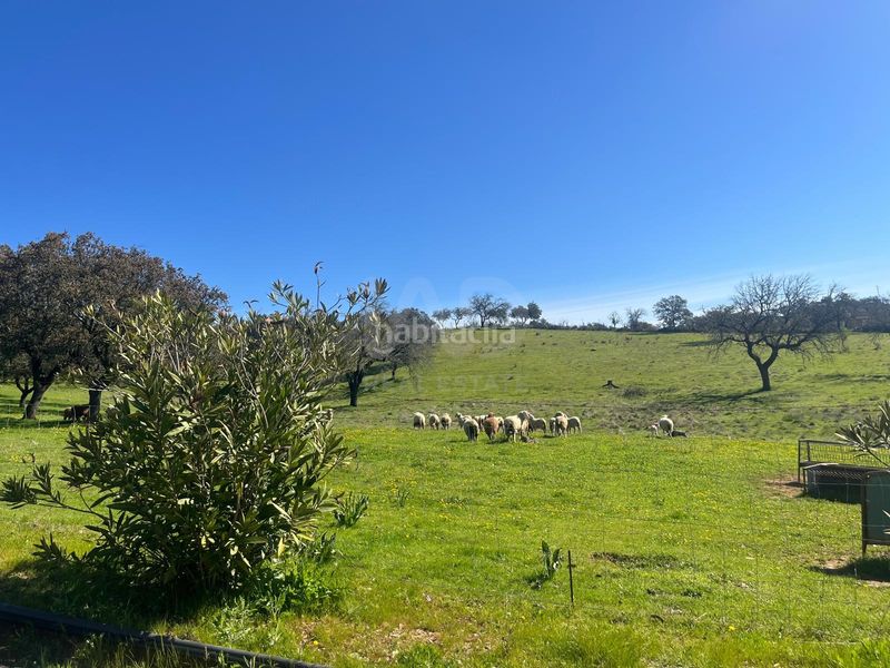 Foto 918efd55-de85-45ed-9ecd-ebf3b92eb6de. Finca rústica a Valverde del Camino