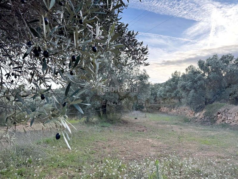 Foto b0fa4c98-c0e6-4bfd-a882-ed02179bf55a. Finca rústica a Ascó