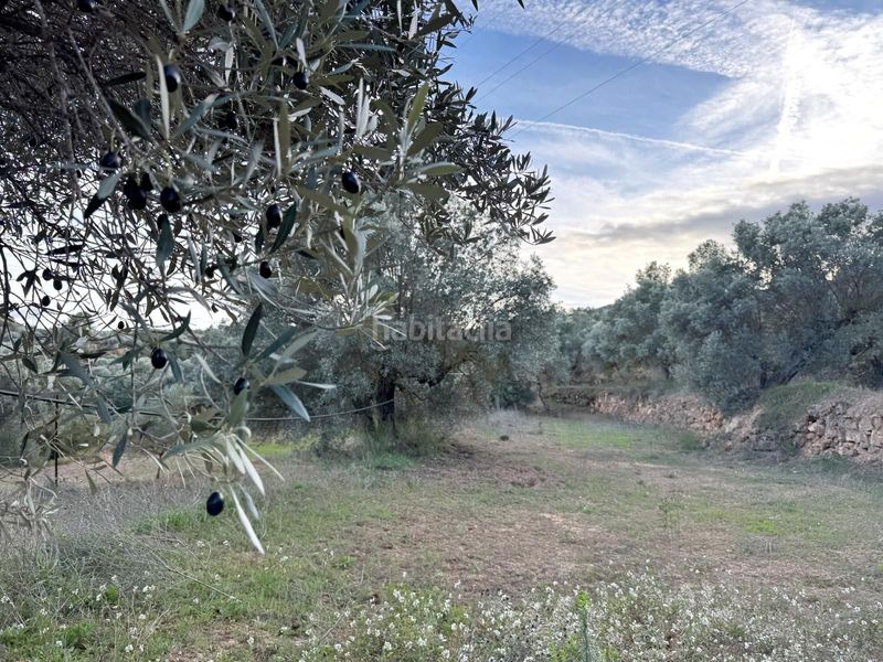 Foto 54536558-5823-4c0a-85ba-5e7d11474d93. Finca rústica en Ascó