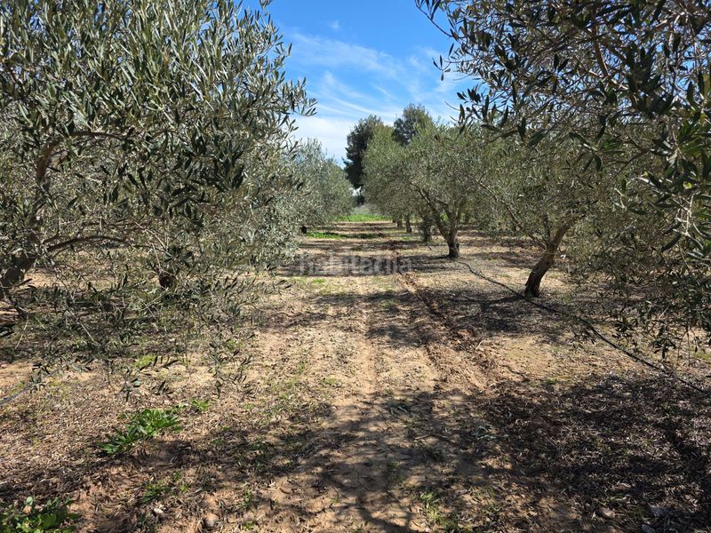 Foto 0d4009ce-b429-4b42-ab1c-81eaacdc0256. Finca rústica en Calasparra