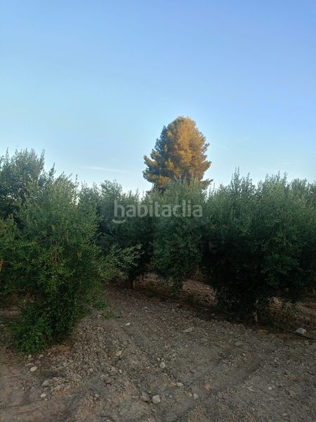 Foto 2027dbd4-21c9-475d-b8f5-0154f749b416. Terreny residencial a Parrilla Lorca