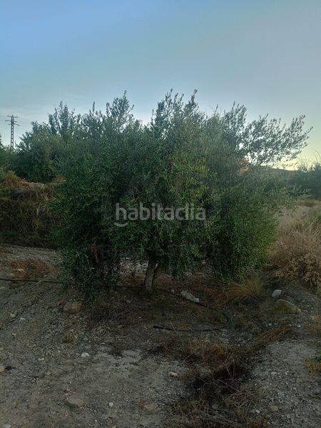 Foto 5a3c4fcc-526e-43b8-bbc9-ef08f82b1c6a. Terreny residencial a Parrilla Lorca