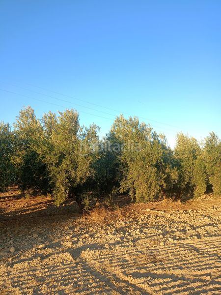 Foto 8acd7794-92d8-483b-a530-08dd8d4c97fe. Terreny residencial a Parrilla Lorca