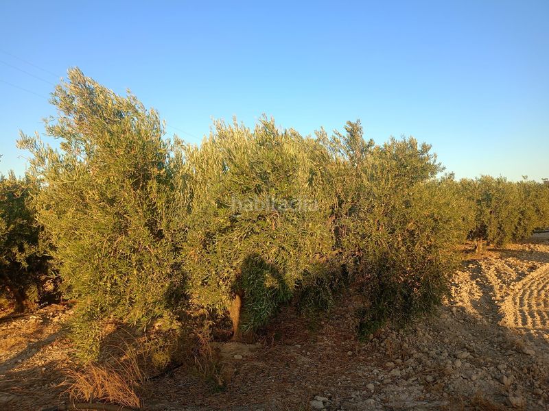 Foto a7c69ef5-6220-490a-8279-9ee8134f53ea. Terreny residencial a Parrilla Lorca