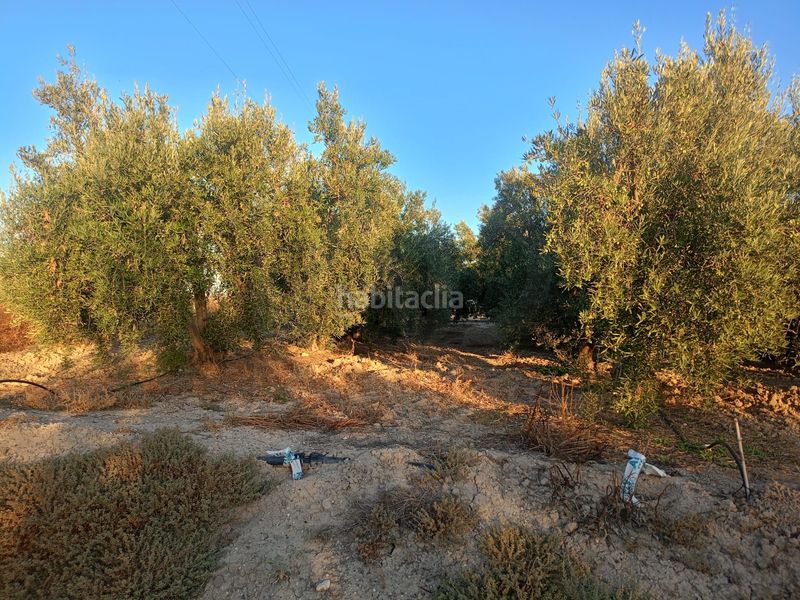 Foto a951bdbc-cb0b-442b-bb7c-83eef3a698f9. Terreny residencial a Parrilla Lorca