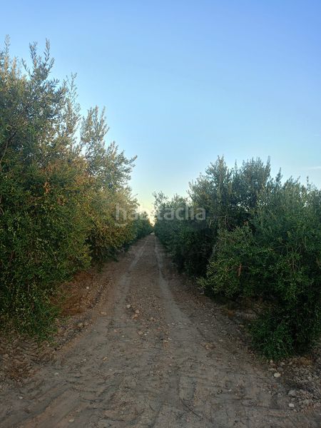Foto adf1ed33-3a79-4115-8c6b-a1e5a592af0c. Terreny residencial a Parrilla Lorca