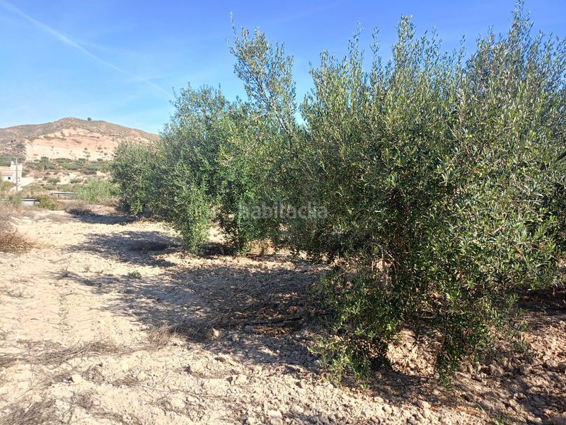 Foto e314ada8-6009-40cc-8680-7ad4e26763bb. Terreny residencial a Parrilla Lorca