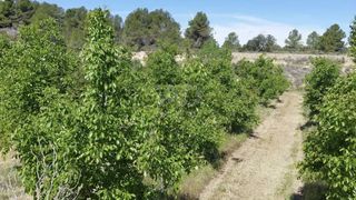 Rural plot in Gandesa