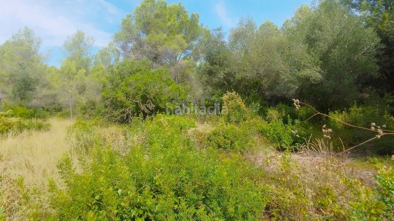 Foto 6ec8f732-3305-49ed-8fe6-cdb6a0870295. Finca rústica en Catllar (El)