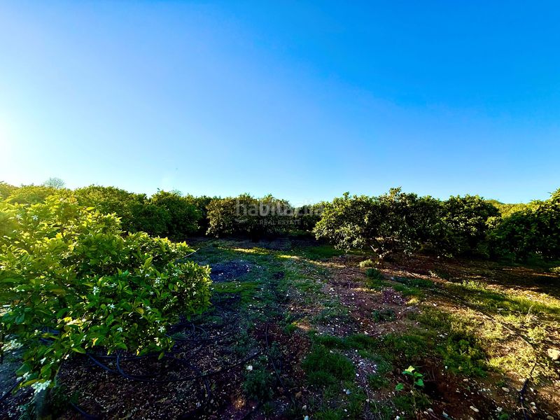 Foto 99e18a3c-00cf-4c48-915a-89efbae21dcc. Finca rústica en Beniarbeig