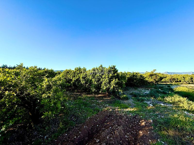 Foto e7d2c33c-2db6-4a6d-8cf3-aa2d3f052914. Finca rústica en Beniarbeig