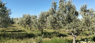 Terreny residencial a Lebrija