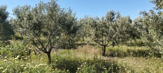 Terreno residencial en Lebrija