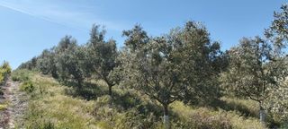 Terreno residenziale in Lebrija