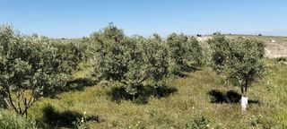 Residential Plot in Lebrija
