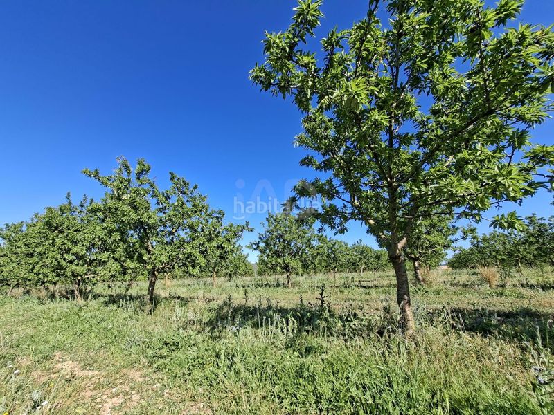 Foto 055118e2-6e6f-4ea8-8fd0-aab70e9187db. Finca rústica a Ulldecona