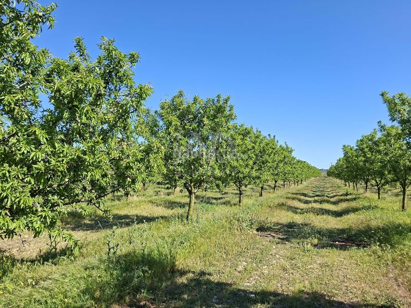 Foto 1fda9440-1193-4afc-8676-13f9a12542ad. Finca rústica a Ulldecona