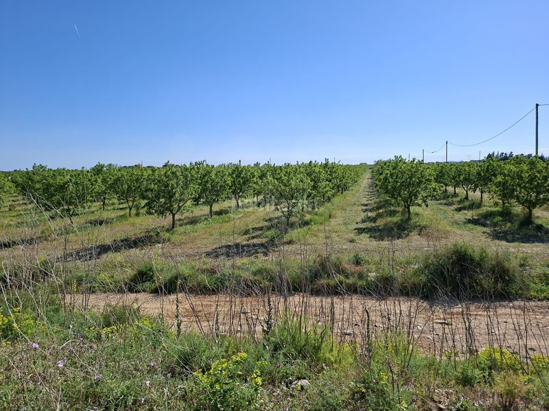 Foto 4242f88a-1c21-418f-911f-a65293c45762. Finca rústica a Ulldecona