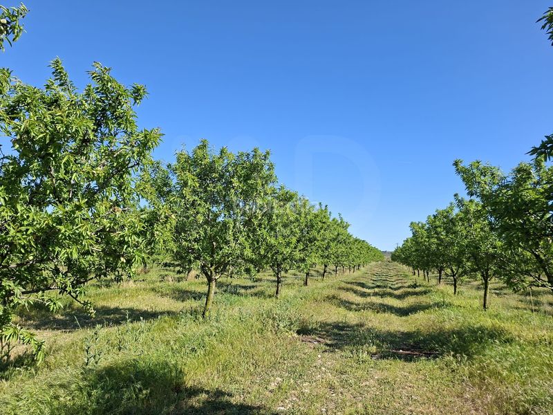 Foto 51fb4bbe-c67a-4253-b311-b85d7d0b46ac. Finca rústica a Ulldecona