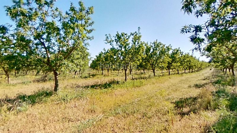 Foto 7672604d-a6c1-4913-901a-640bbcb3014e. Finca rústica a Ulldecona