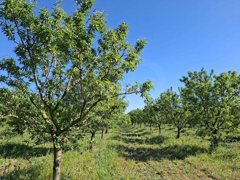 Foto 80caefdd-2ab5-430f-975e-a5603221ebc4. Finca rústica a Ulldecona