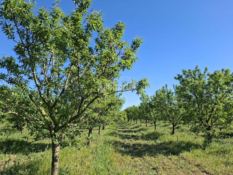 Foto b338d419-b215-4f70-88f3-9d41513c3543. Finca rústica a Ulldecona