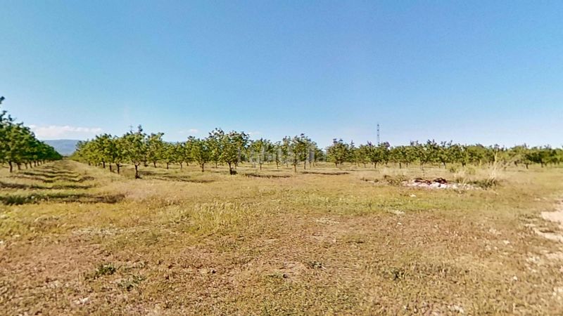 Foto b59460e0-3df5-432b-8fb2-df7bf4f9d1a6. Finca rústica a Ulldecona