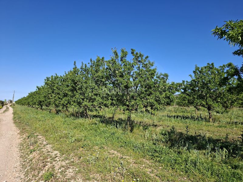 Foto c7fbc0c2-1446-4428-8294-60cf4aa09042. Finca rústica a Ulldecona
