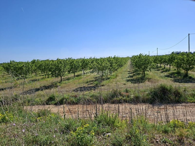 Foto c80c78cf-d7d1-41ae-a349-5d2ee46848f8. Finca rústica a Ulldecona