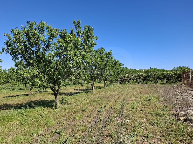Foto d7d3daa3-70d5-4e55-9b25-a820601ec695. Finca rústica a Ulldecona