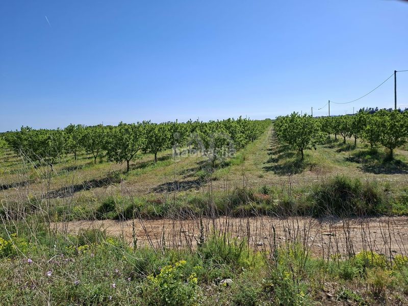 Foto edaa1819-36f2-46aa-bffb-3678b32b8e49. Finca rústica a Ulldecona