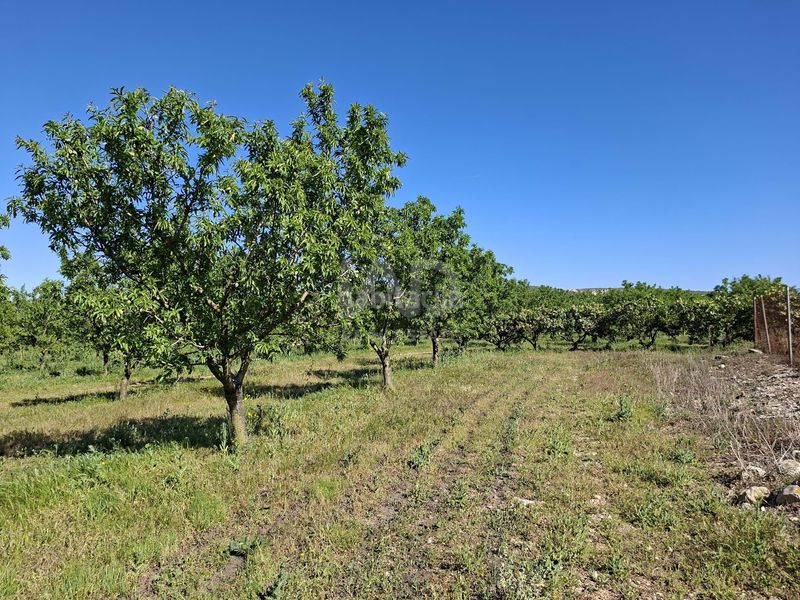 Foto 16fa7bc5-5df7-4548-9bcb-445d637e9b3a. Finca rústica en Ulldecona