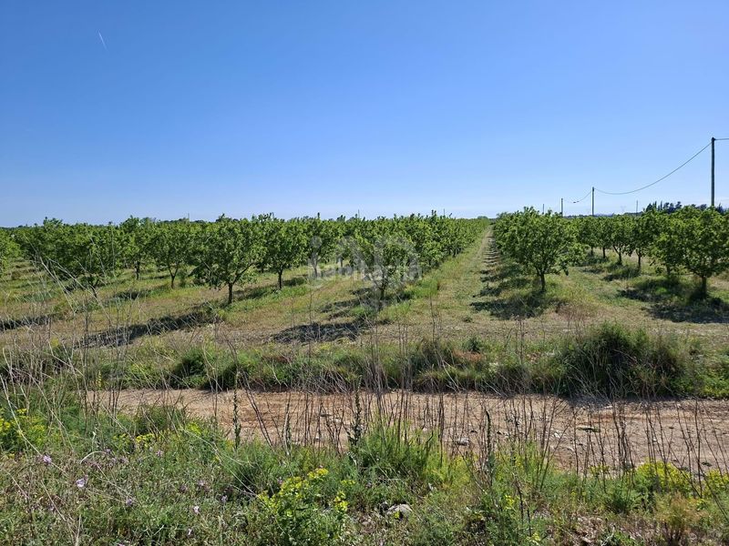 Foto 205b64b0-1ef7-4c4e-b154-2f441a18a691. Finca rústica en Ulldecona