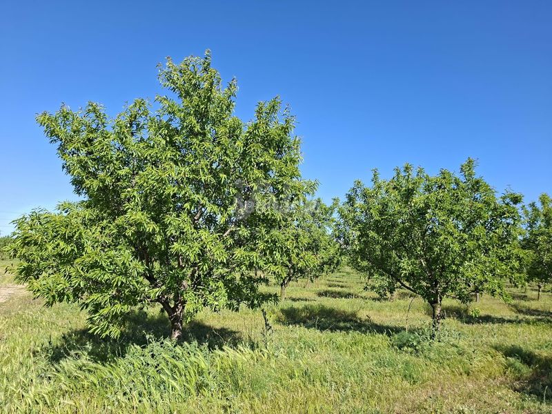 Foto a969b00a-090f-463a-bc04-02bbc0b96aa3. Finca rústica en Ulldecona