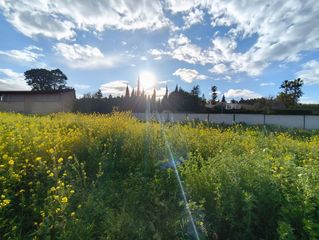 Terreny residencial a Cortijo de Maza - Finca Monsalvez - El Olivar