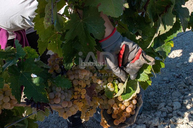 Foto ee73588a-a153-46b3-b399-80650c859fac. Finca rústica a Santiago - Coronación Jerez de la Frontera